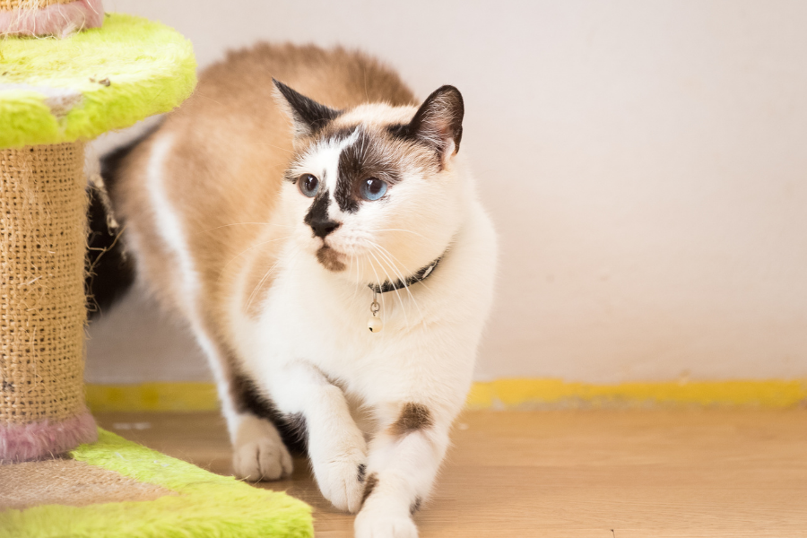 Adopsi Kucing - Katze Nesia - Adopsi Kucing kucing Lucu dan Imut