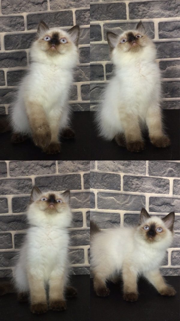 Nagita - Kucing Himalaya 2,5 Bulan Betina