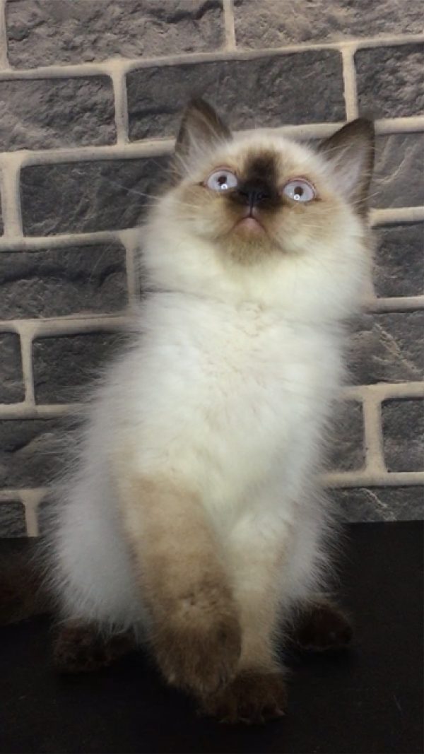 Nagita - Kucing Himalaya 2,5 Bulan Betina - Image 2