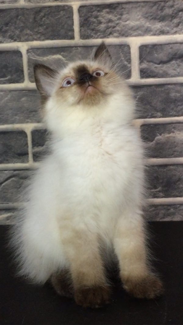 Nagita - Kucing Himalaya 2,5 Bulan Betina - Image 3