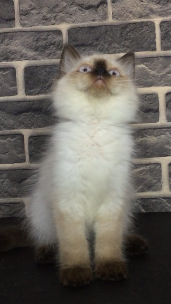 Nagita - Kucing Himalaya 2,5 Bulan Betina - Image 4