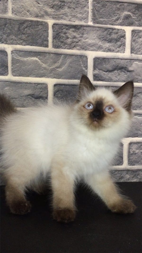 Nagita - Kucing Himalaya 2,5 Bulan Betina - Image 5