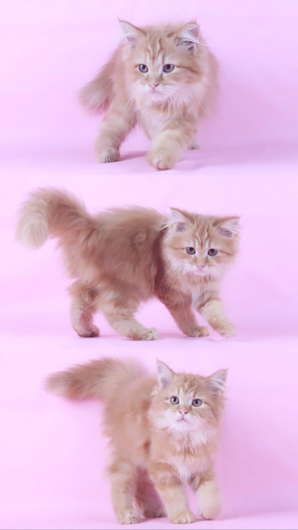 Natasha - Kucing Persia 2,5 Bulan Betina