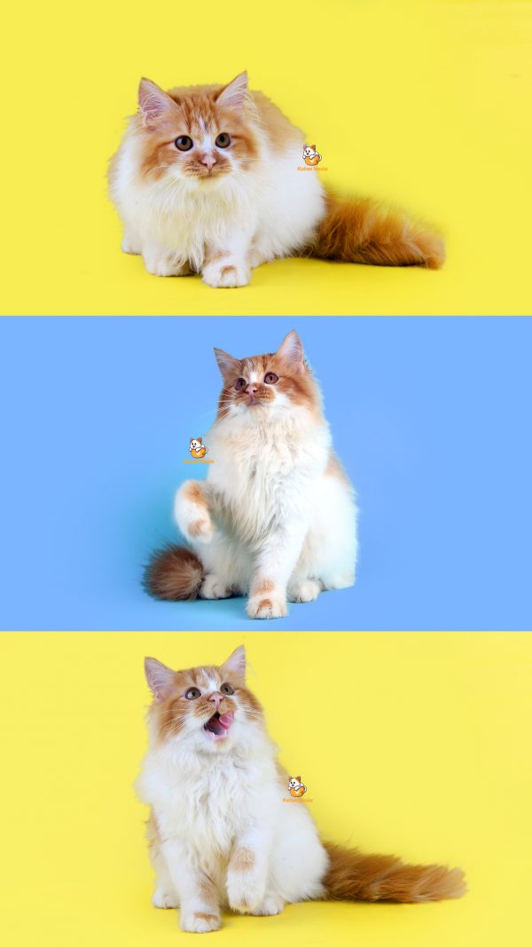 Yacko - Kucing Persia 2,5 Bulan Betina