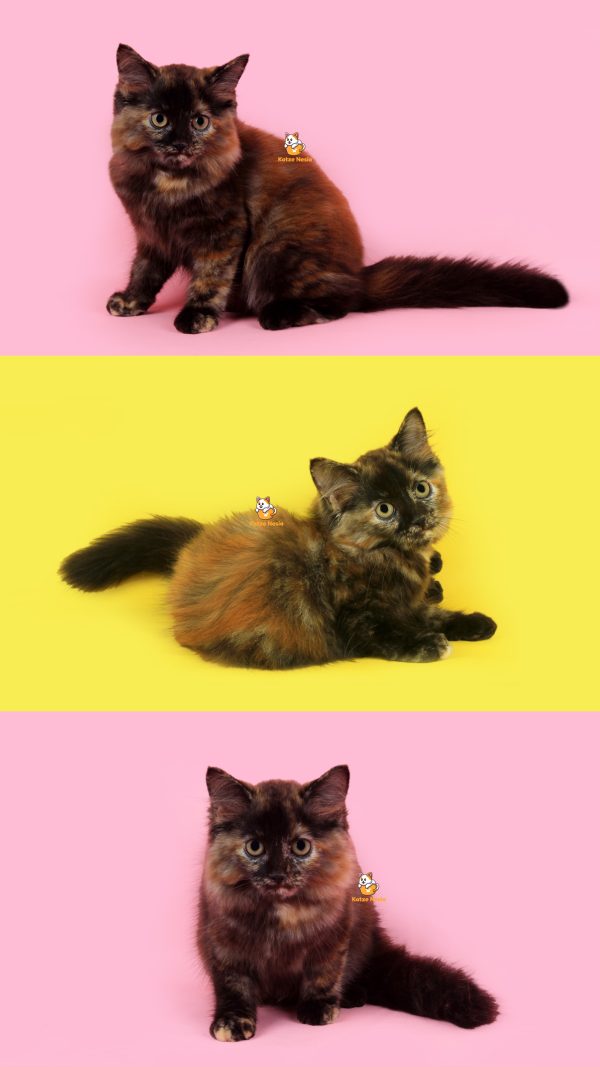 Zaneta - Kucing Persia 2,5 Bulan Betina