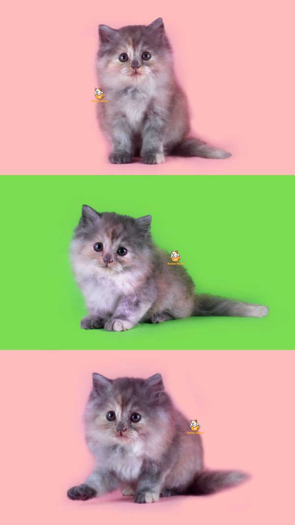 Mumu - Kucing Persia 2,5 Bulan Betina