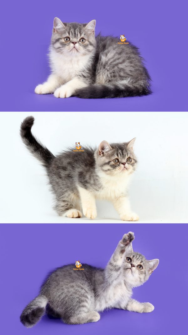 Kenzie - Kucing Exotic Peaknose 3 Bulan Jantan