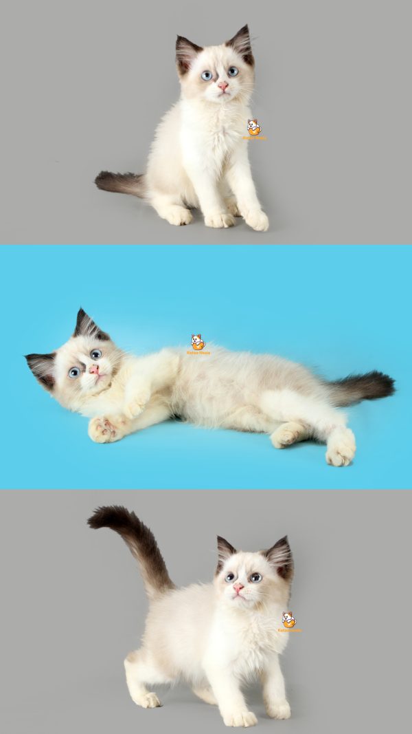 Gerry - Kucing Ragdoll 2,5 Bulan Jantan