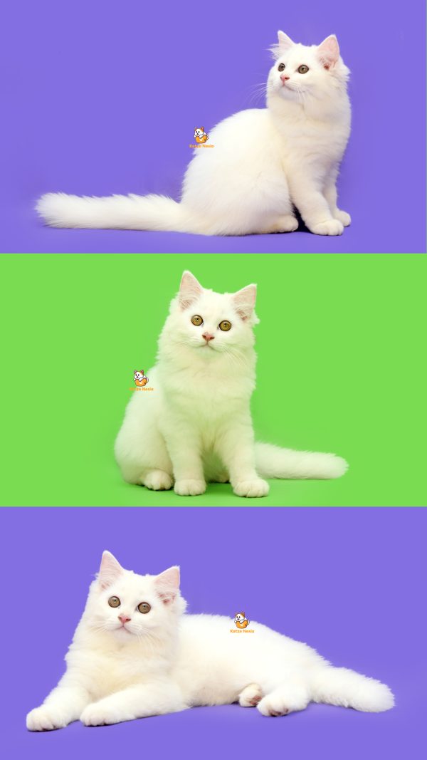 Park Min Young - Kucing Persia 3,5 Bulan Betina