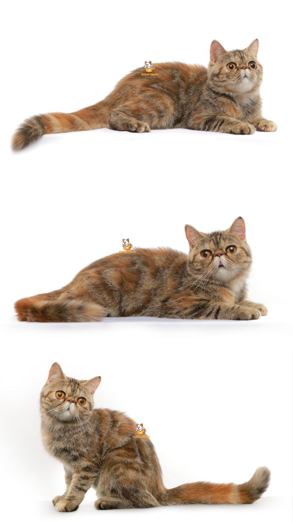 Bae Suzy - Kucing Exotic Peaknose 5 Bulan Betina