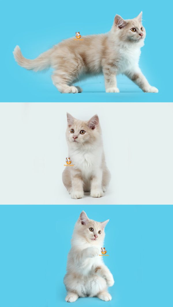 Song Hye Kyo - Kucing Persia 3 Bulan Jantan