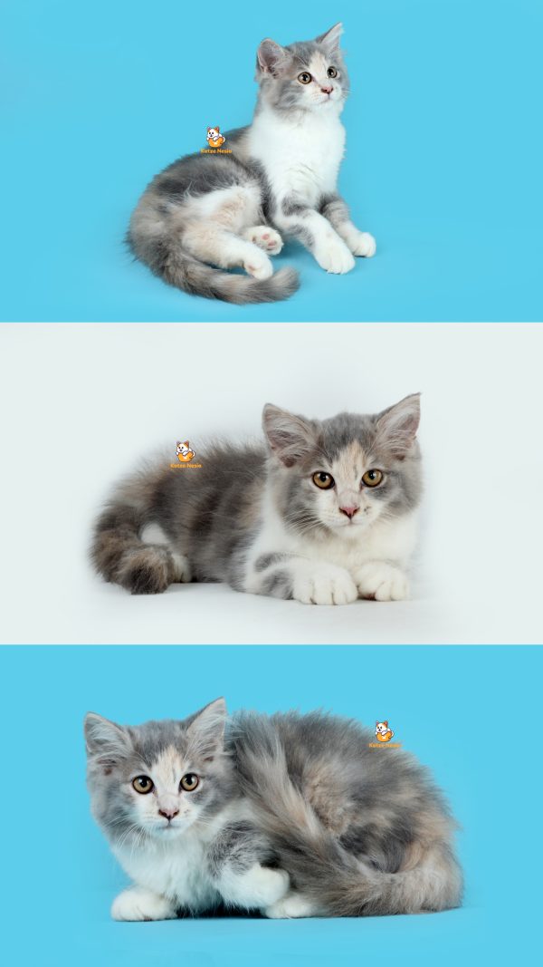 Miuki - Kucing Persia 3 Bulan Betina