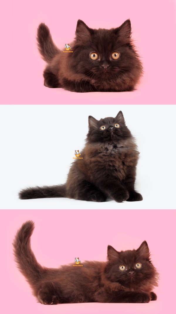 Malora - Kucing Persia 3 Bulan Betina