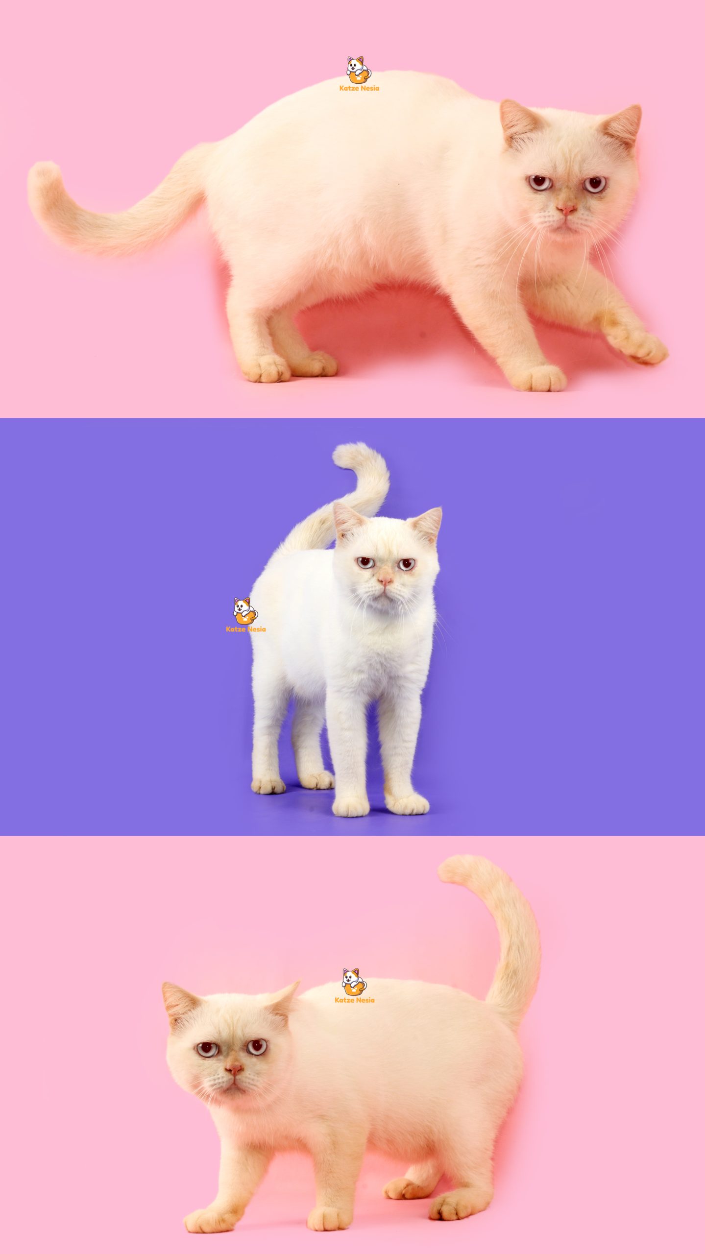 Jang Hyuk – Kucing Exotic Flatnose 6 Bulan Jantan