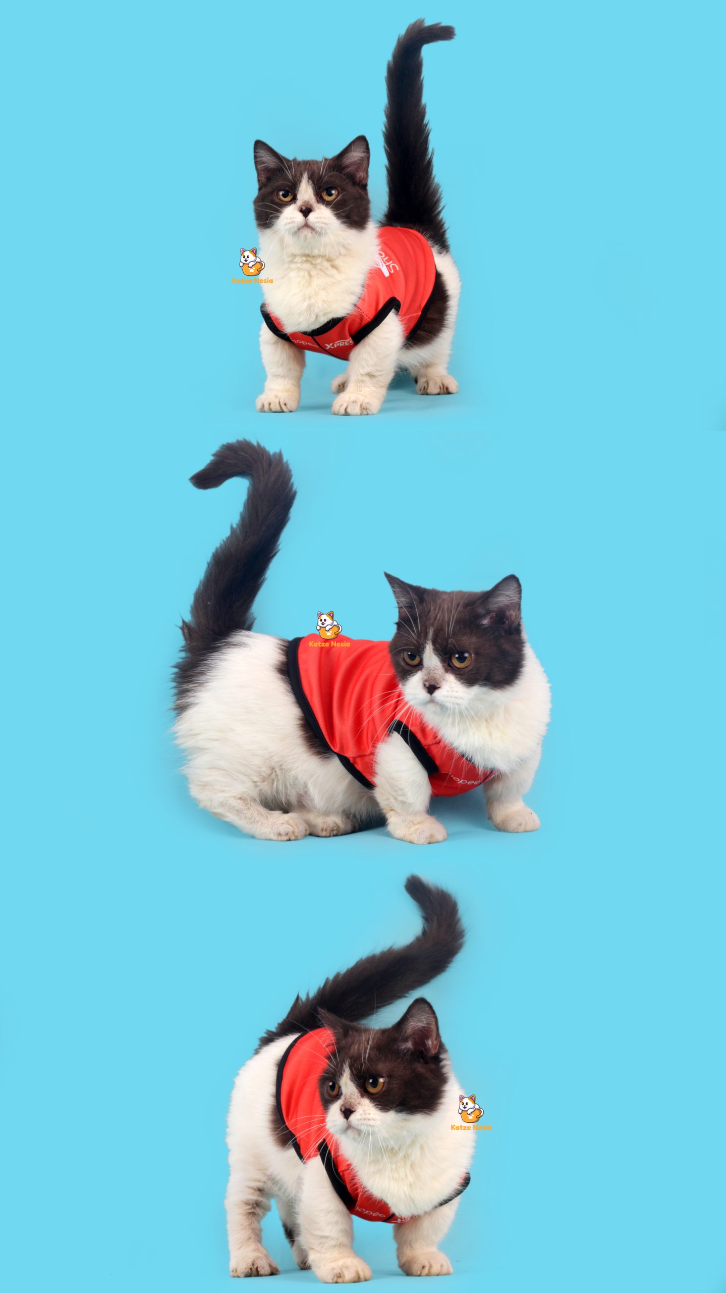 Minami – Kucing Munchkin 4,5 Bulan  Betina