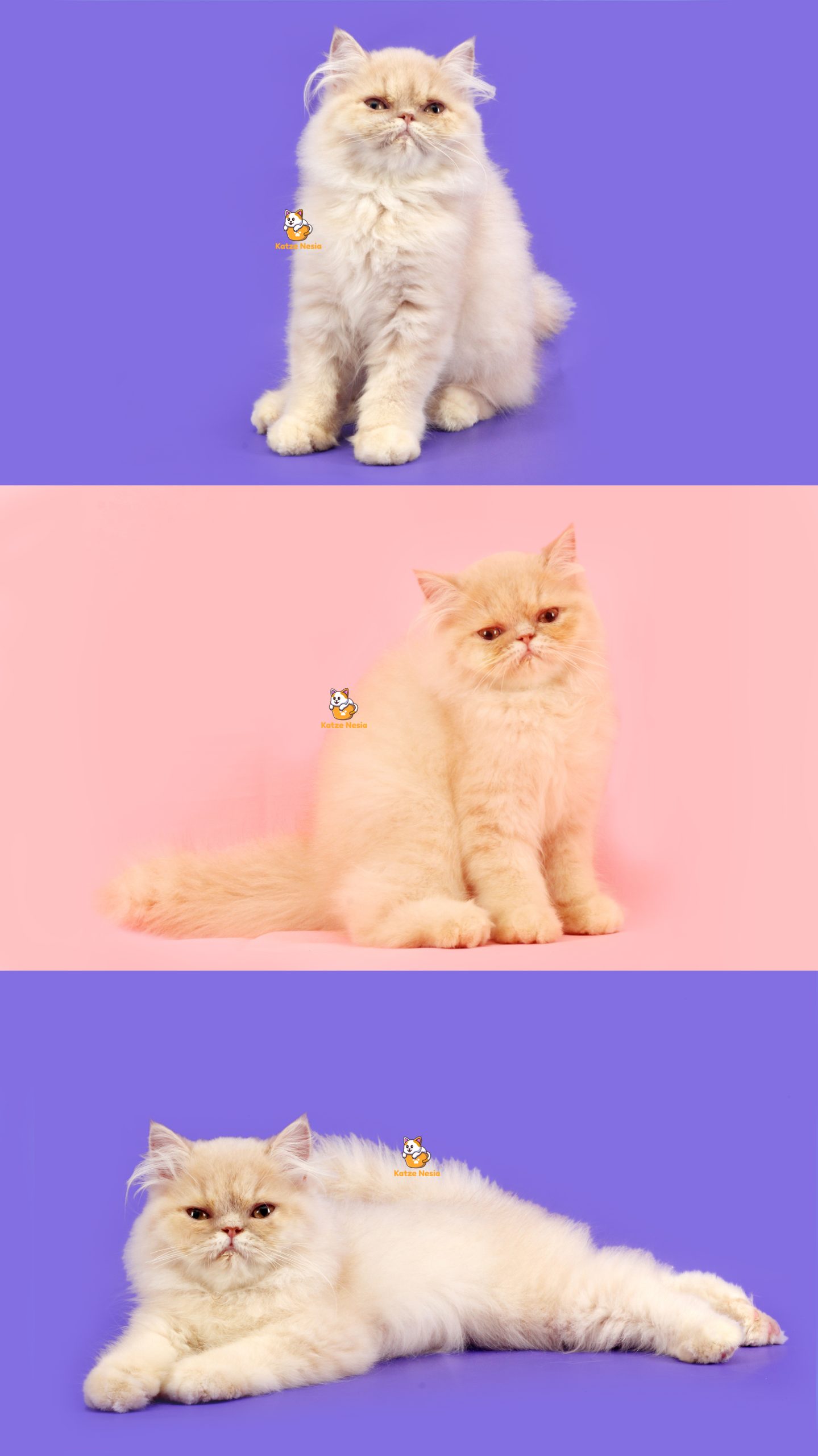 Ayumi – Kucing Exotic Peaknose 3 Bulan Betina