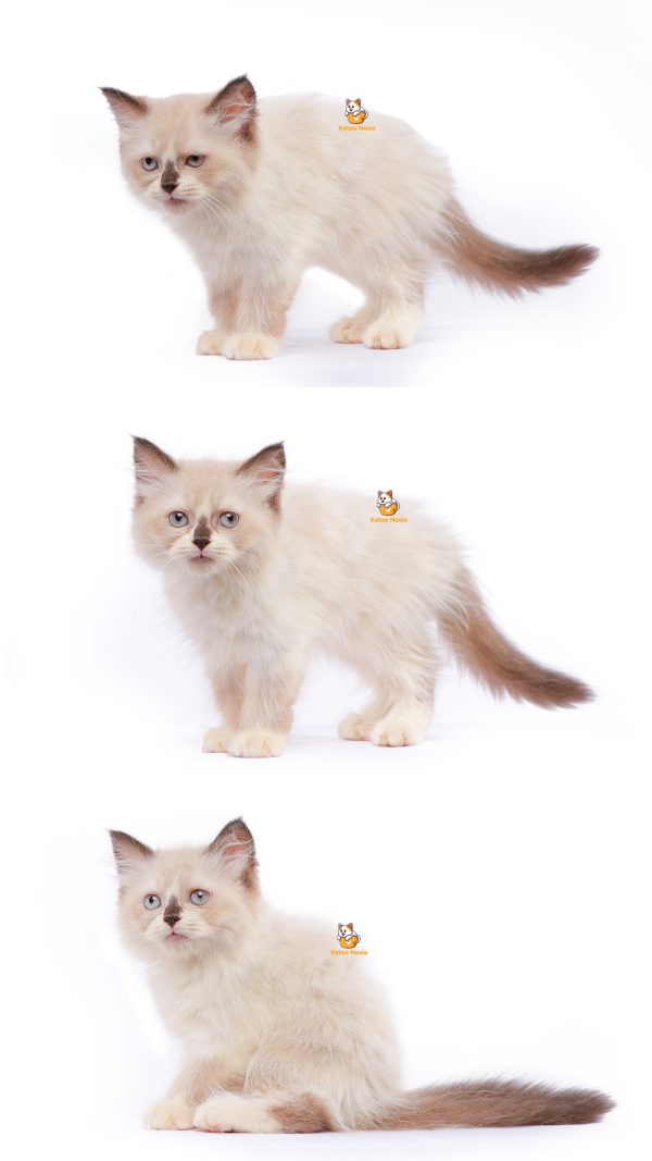 Milky - Kucing Ragdoll Mix Himalaya 3 Bulan Betina