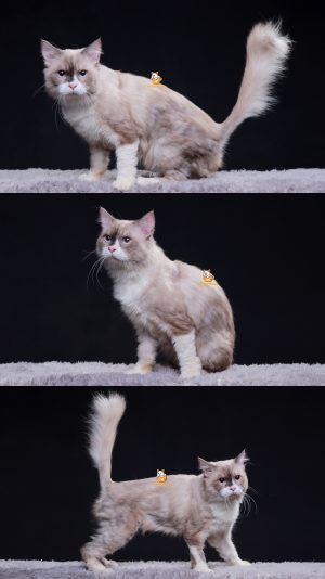 Bosch – Kucing Ragdoll 15 Bulan Jantan