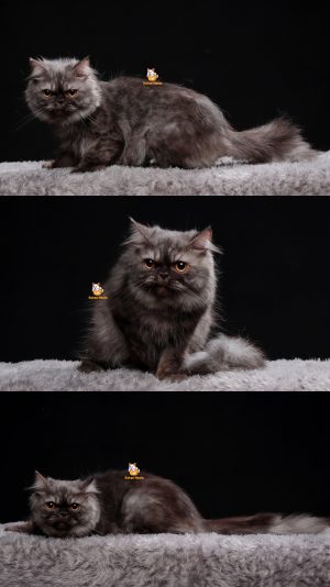 Bara – Kucing Persia Flatnose 8 Bulan Jantan