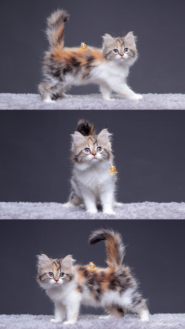 Briscia - Kucing Persia 2.5 Bulan Betina