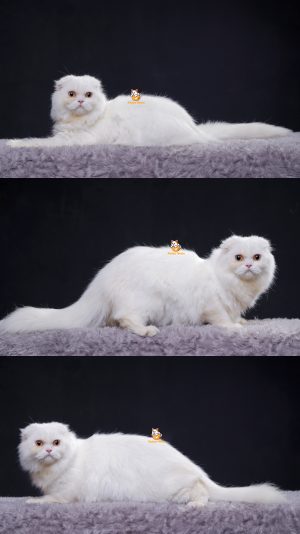 Bibi – Kucing Scottish Fold 4 Bulan Betina