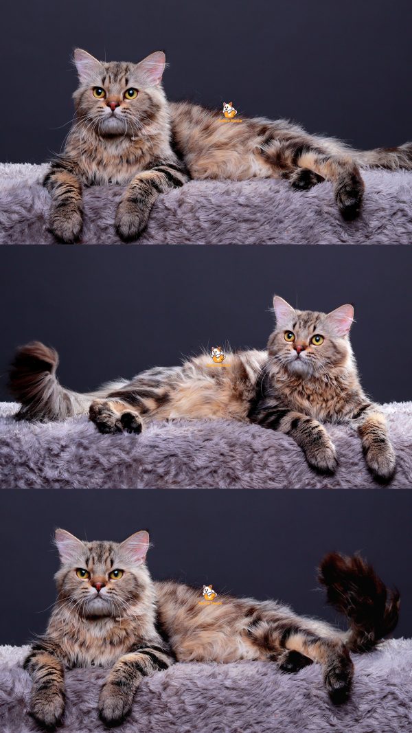 Ello - Kucing Persia 5,5 Bulan Jantan