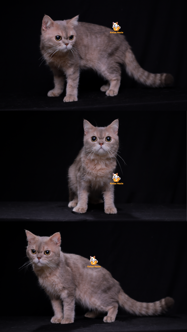 Koda - Kucing British Shorthair 14 Bulan Jantan
