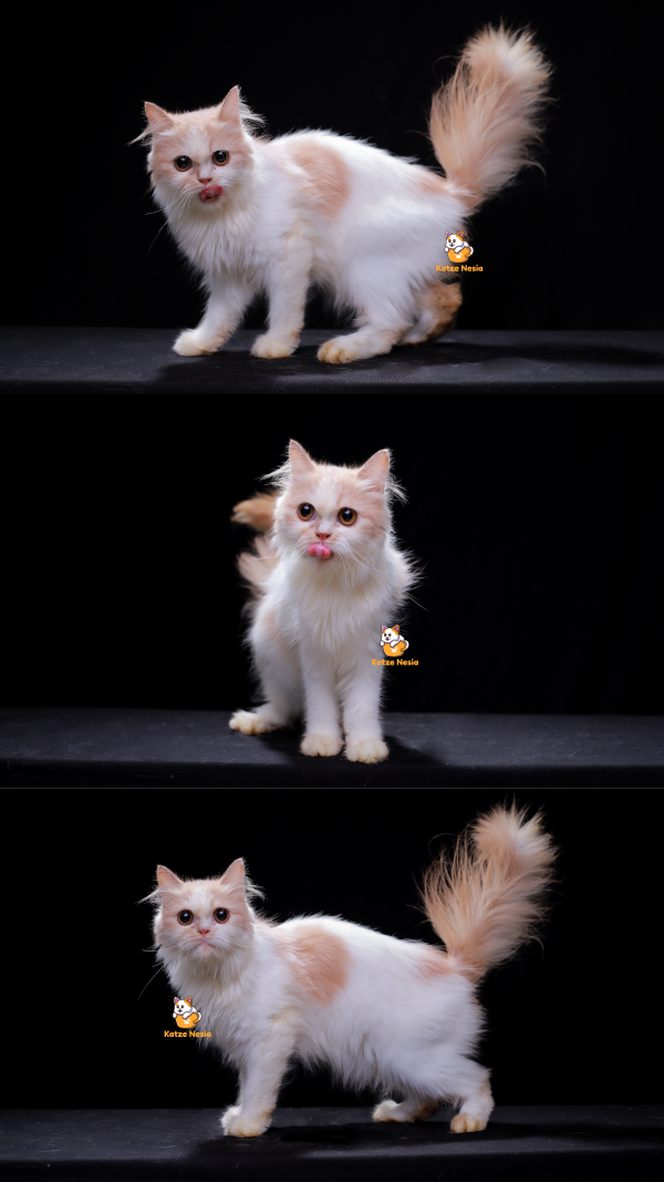 Iris - Kucing Persia 12 Bulan Betina