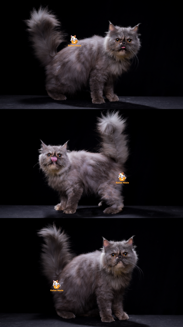 Kayla - Kucing Peaknose 10 Bulan Betina