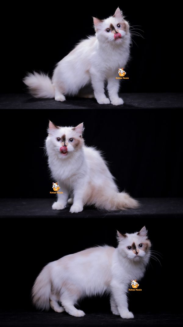 Kaelyn - Kucing Ragdoll 13 Bulan Betina