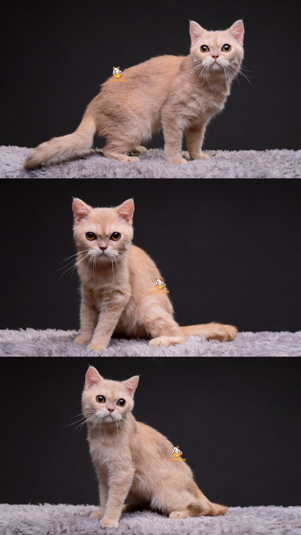 Kiba - Kucing British Shorthair 4 Bulan Jantan