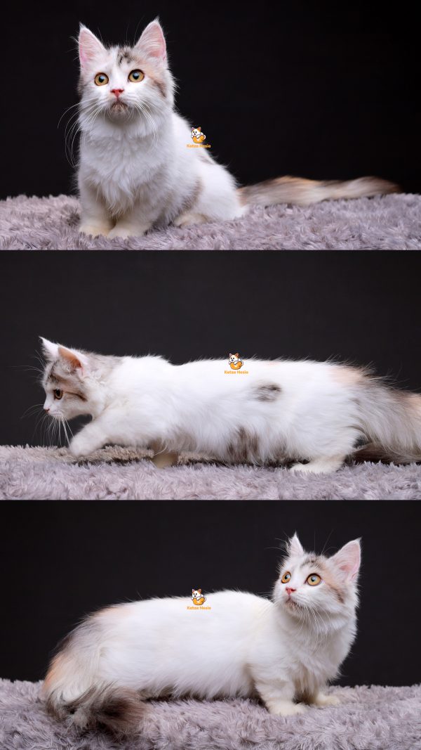 Kiara - Kucing Munchkin 6,5 Bulan Betina
