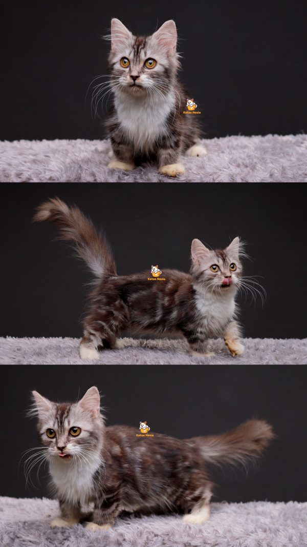 Kiana - Kucing Munchkin 4,5 Bulan Betina