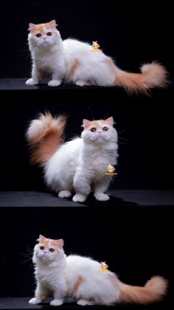 Lance - Kucing Minuet (Munchkin X Peaknose) - 11 Bulan Jantan
