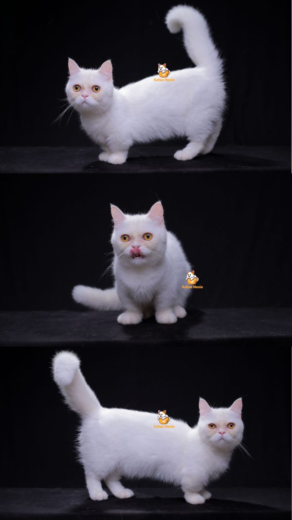 Kino - Kucing Munchkin BSH 11 Bulan Jantan