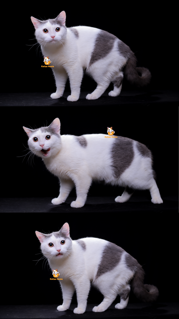 Magnus - Kucing British Short Hair 13 Bulan Jantan (Steril)