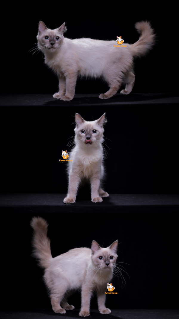 Miko - Kucing Himalaya 9 Bulan Jantan