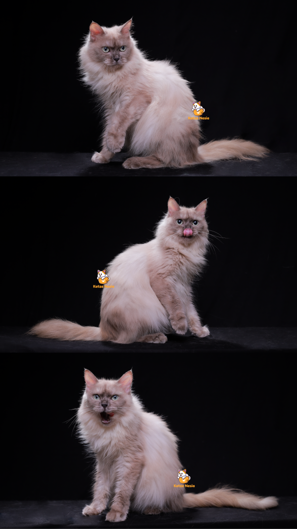 Nasha - Kucing Ragdoll Betina 12 Bulan