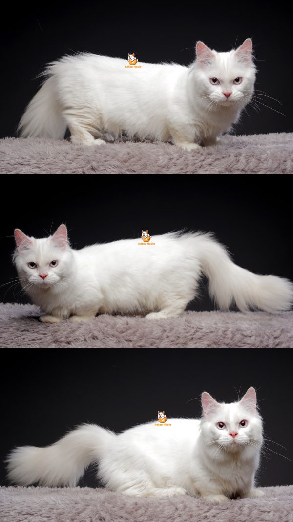 Oziel - Kucing Munchkin Ragdoll Jantan 11 Bulan