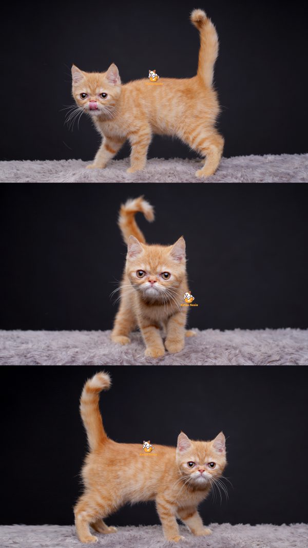 Oxley - Kucing Exotic Peaknose Jantan 7 Bulan