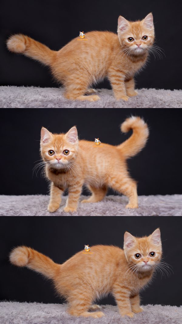 Omara - Kucing Exotic Betina 7 Bulan