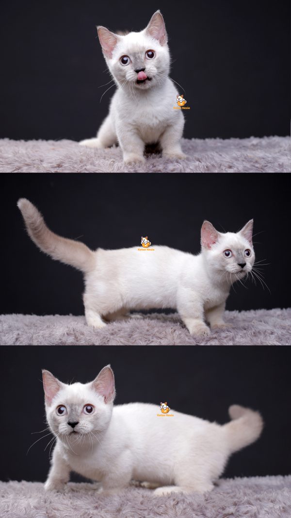 Olympia - Kucing Munchkin Himalaya Betina 7 Bulan