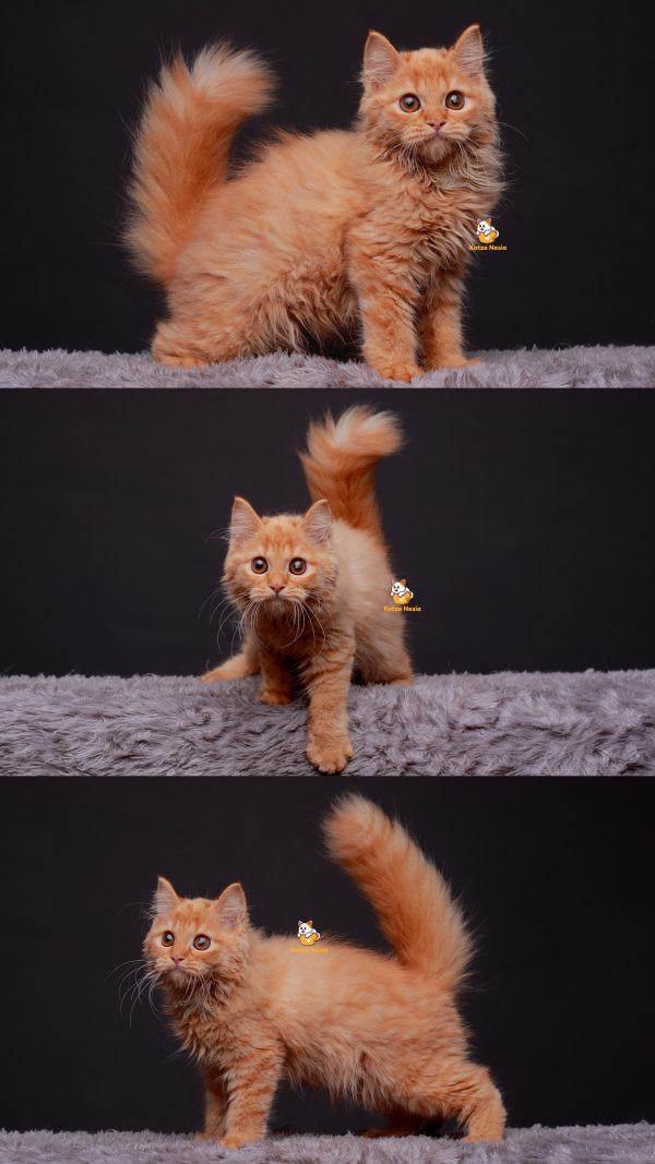 Oyen - Kucing Persia 4 Bulan Betina