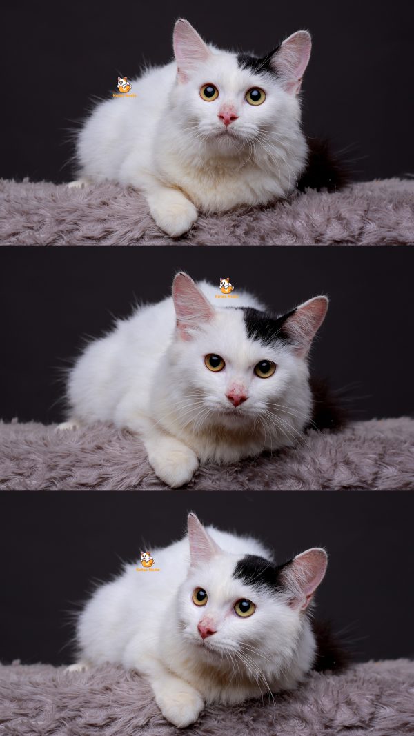 Pablo - Kucing Persia Jantan 3,5 Bulan