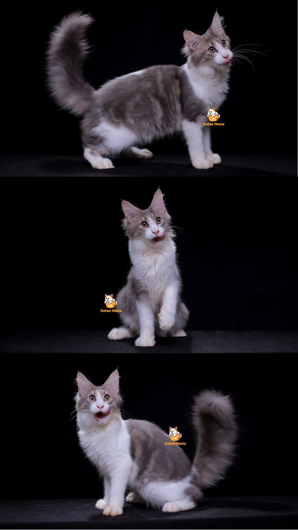 Piko - Kucing Mainecoon 7 Bulan Jantan