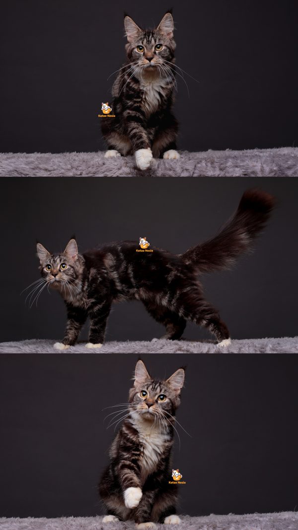 Onyx - Kucing Mainecoon Jantan 6 Bulan