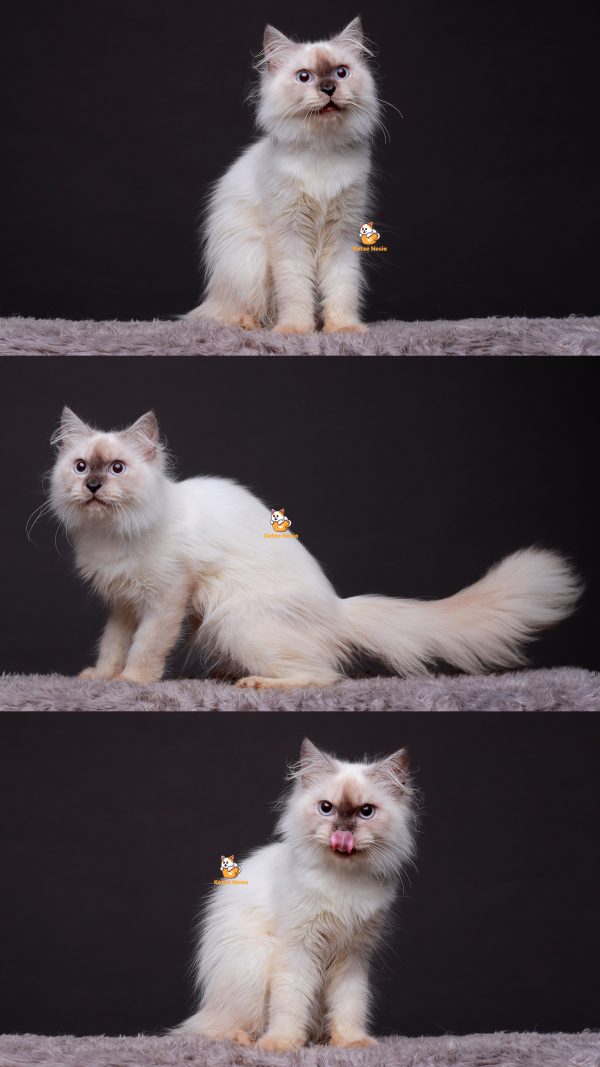 Olive - Kucing Ragdoll Betina 12 Bulan