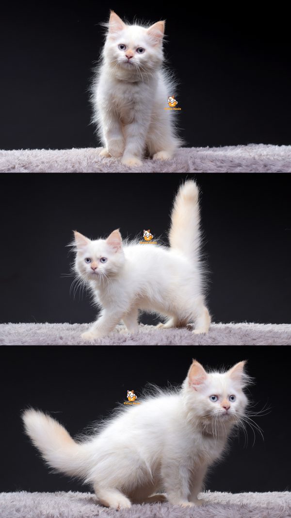 Qaza - Kucing Persia Jantan 5 Bulan