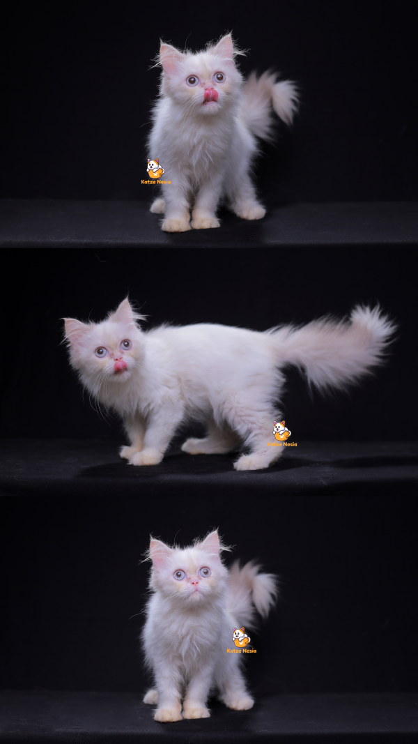 Qimoy - Kucing Persia Betina 6,5 Bulan