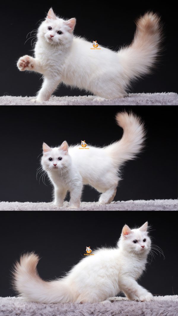 Quella - Kucing Ragdoll Himalaya Betina 3 Bulan
